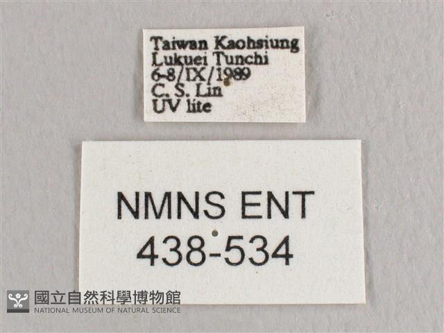 彎黑黃鉤蛾藏品圖，第3張