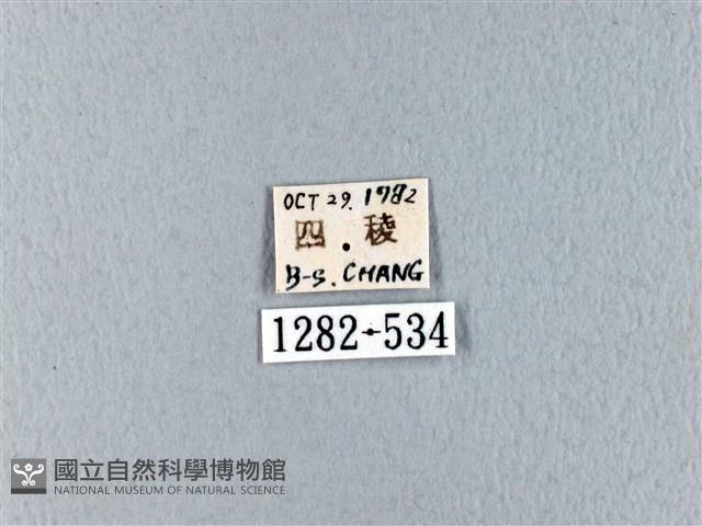 波紋枯葉蛾藏品圖，第3張