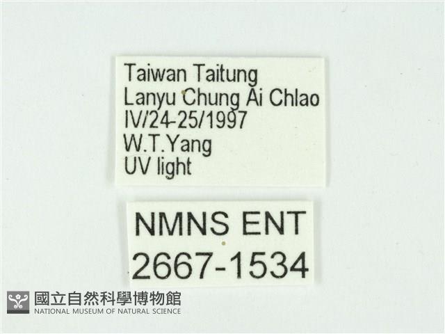 叉紋閃舞蛾藏品圖，第3張