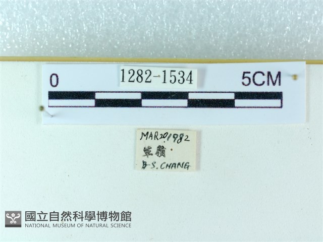 粉蝶燈蛾藏品圖，第3張