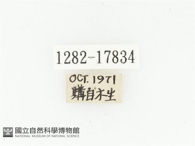 血紅虎斑花金龜藏品圖，第2張