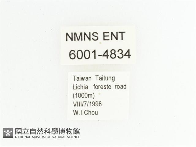 臺灣瘦花金龜藏品圖，第2張