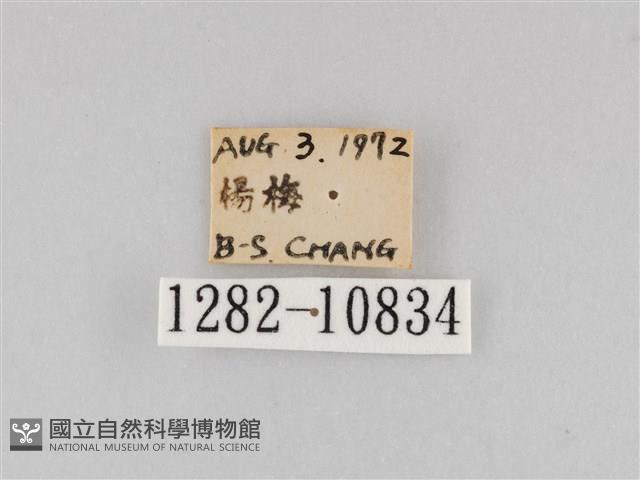 斜紋夜盜蛾藏品圖，第3張