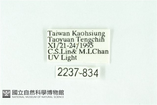 三條橙燈蛾藏品圖，第3張