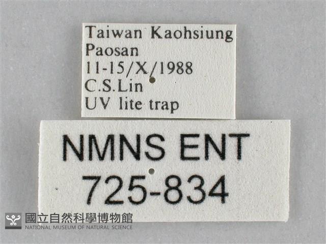 斜紋夜盜蛾藏品圖，第3張