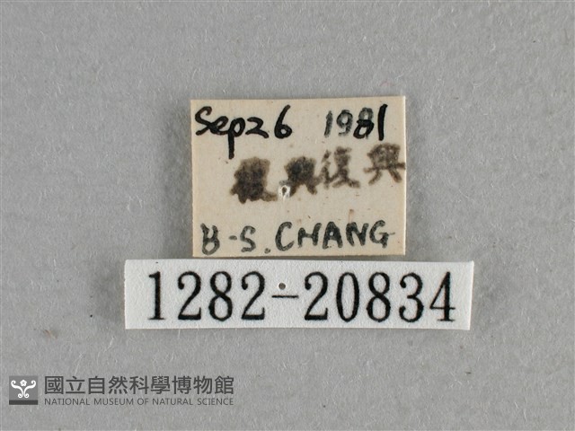 白斑弄蝶藏品圖，第3張