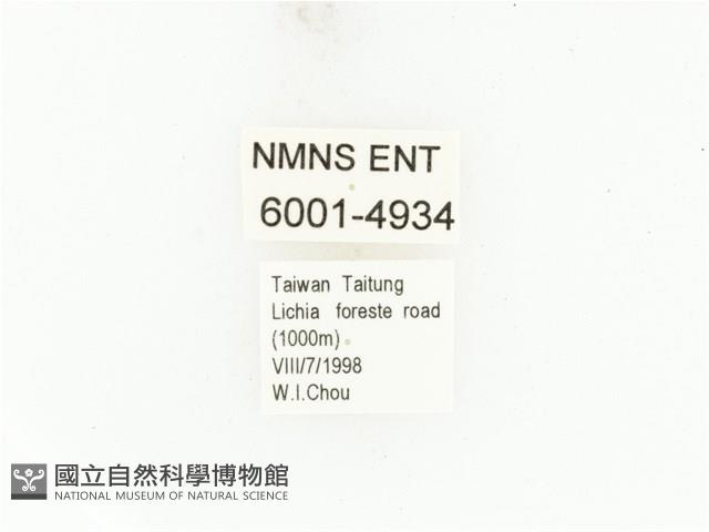 藍艷白點花金龜藏品圖，第2張