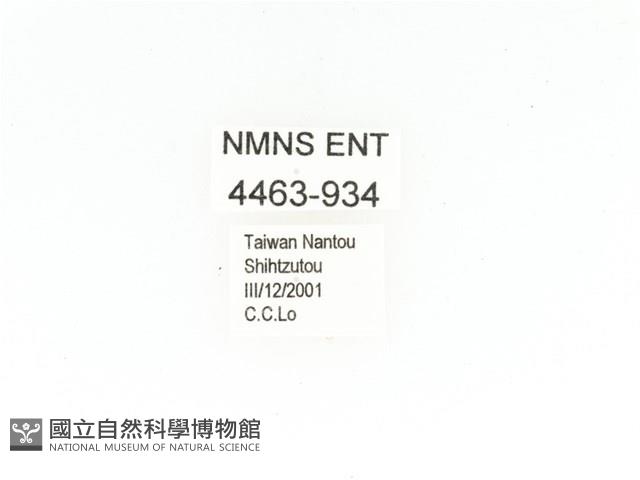 毛翅騷金龜藏品圖，第2張