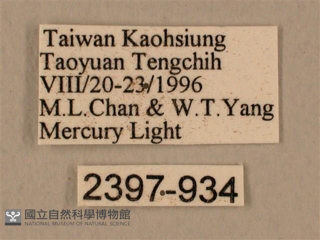 背中白天蛾藏品圖，第3張