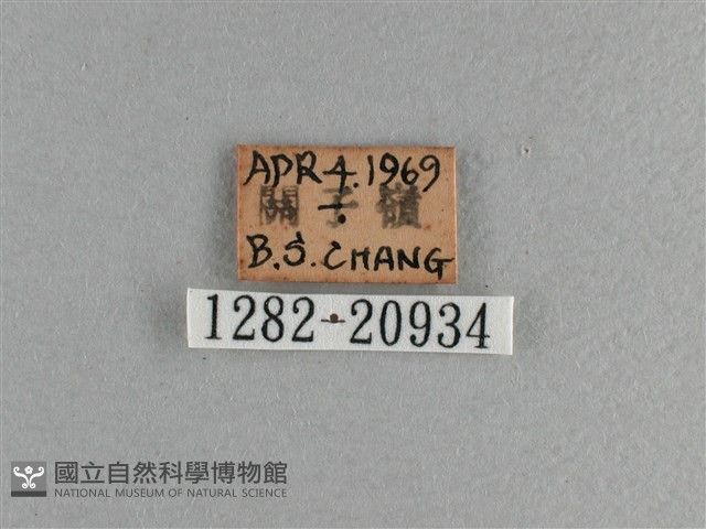 臺灣斑眼蝶藏品圖，第3張