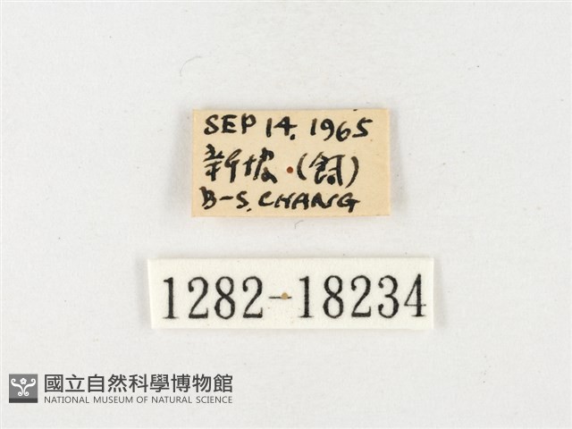 島嶼黃蝶、江崎黃蝶藏品圖，第3張