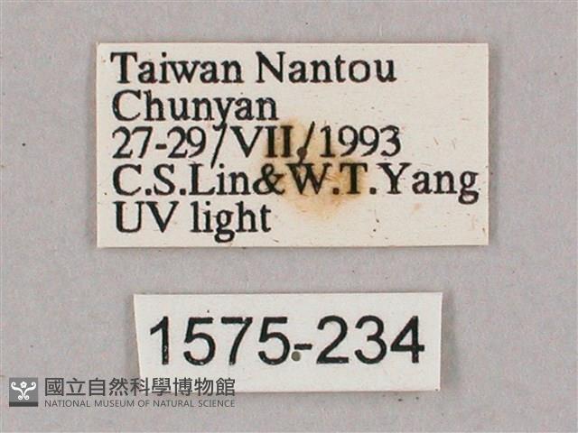 盾天蛾藏品圖，第3張