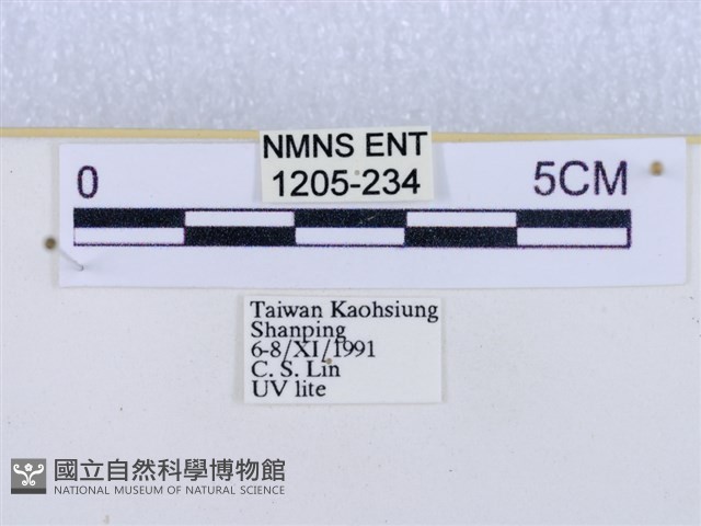 閃光苔蛾藏品圖，第3張