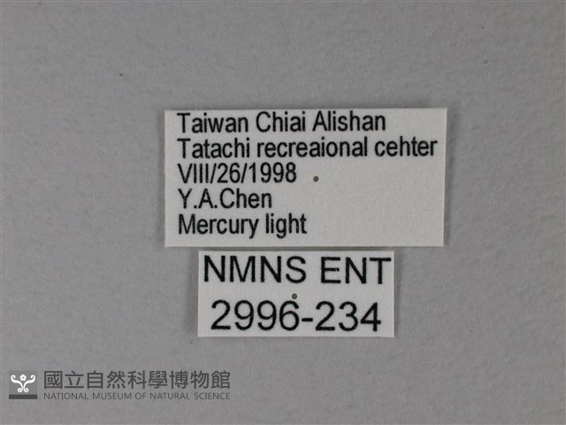 苧麻細蝶藏品圖，第3張