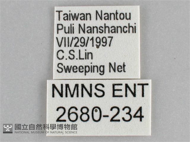 網絲蛺蝶、石牆蝶藏品圖，第3張