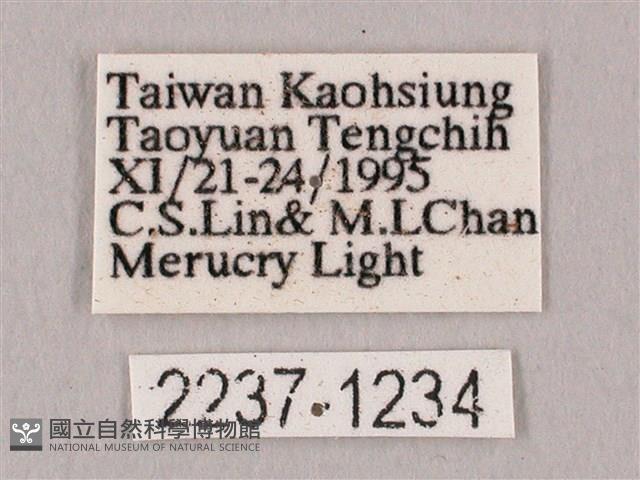 栗六點天蛾藏品圖，第3張