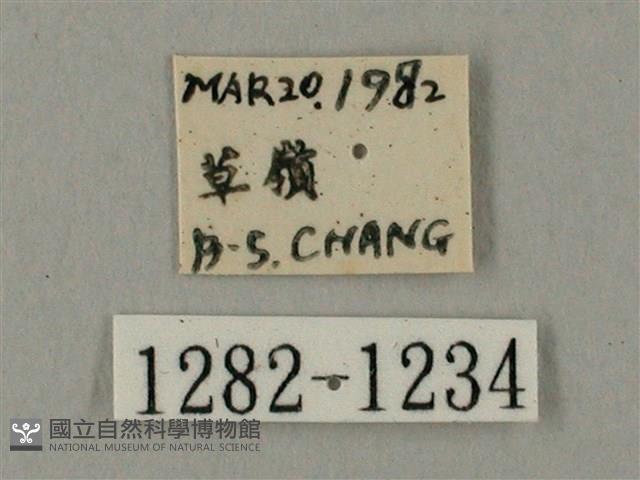 臺灣鋸翅天蛾藏品圖，第3張