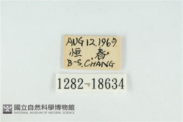 折列藍灰蝶沖繩亞種藏品圖，第3張