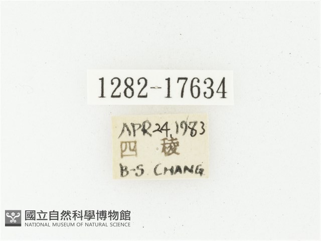 血紅虎斑花金龜藏品圖，第2張
