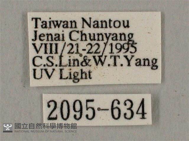 廣東鷹翅天蛾藏品圖，第3張