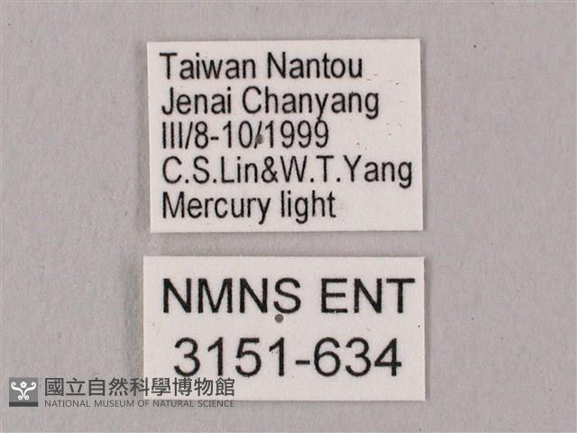 桃紅六點天蛾藏品圖，第3張