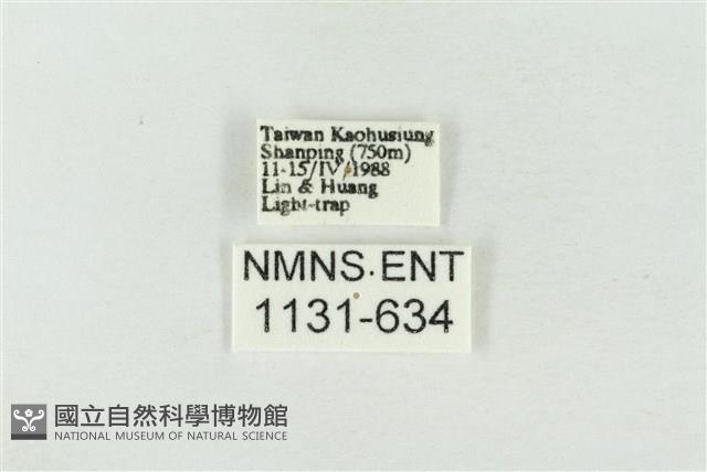 連珠波紋蛾藏品圖，第3張