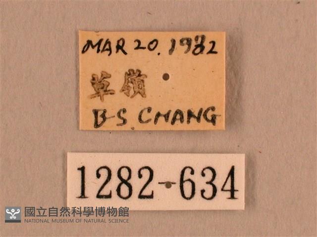 背線天蛾藏品圖，第3張