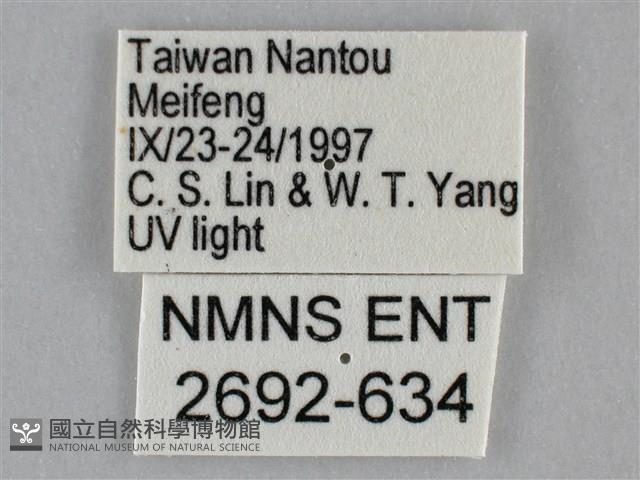 雙峰霜尺蛾藏品圖，第3張