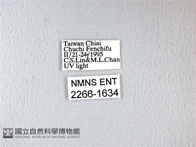 長尾麝鳳蝶藏品圖，第3張