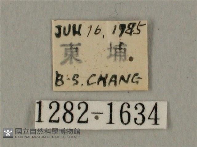 半緣缺角天蛾藏品圖，第3張