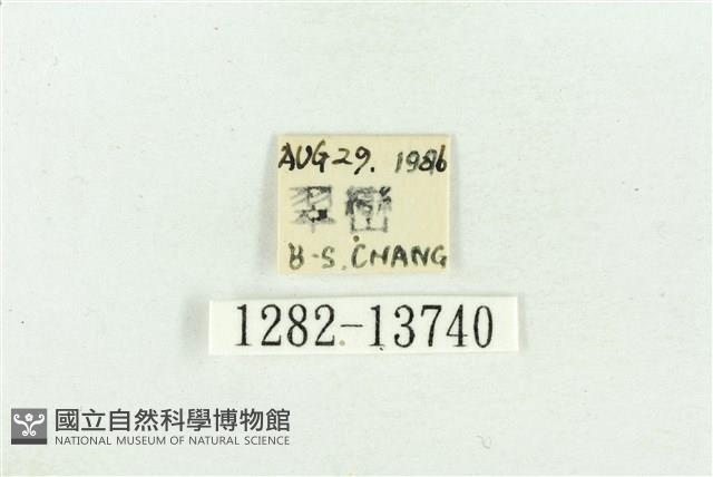 臺灣斑蕊夜蛾藏品圖，第3張