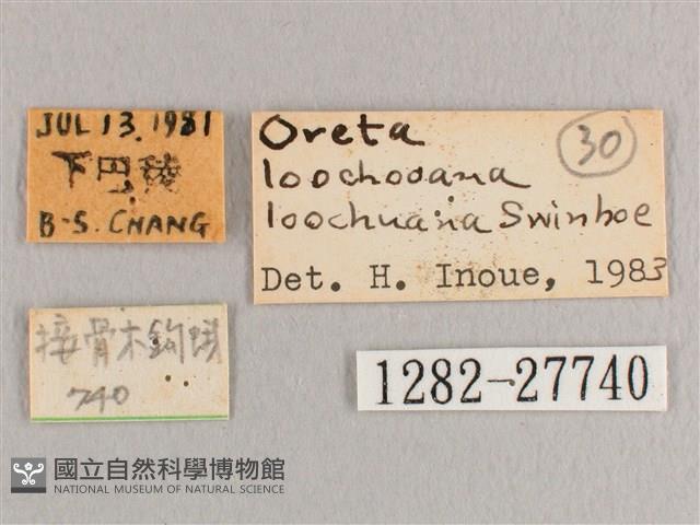 接骨木帶鉤蛾藏品圖，第3張