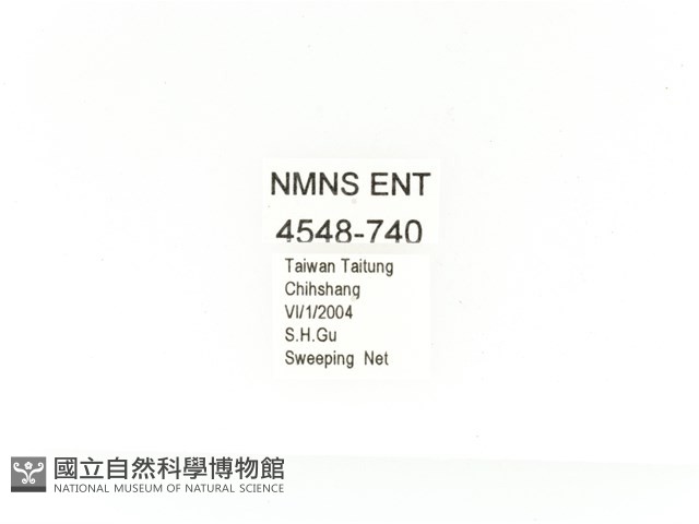 金艷騷金龜藏品圖，第2張