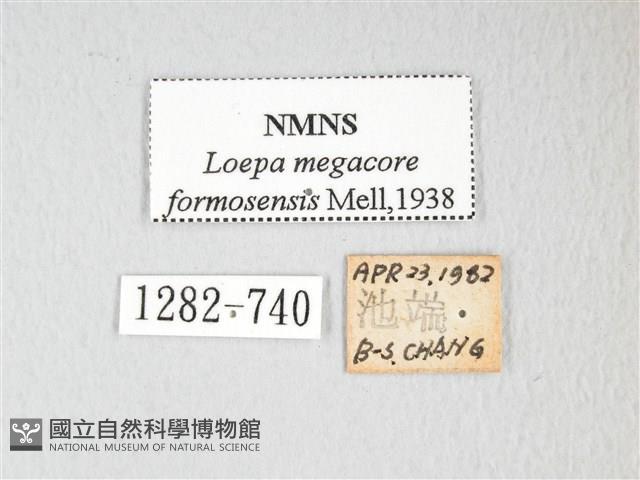 黃豹天蠶蛾藏品圖，第3張