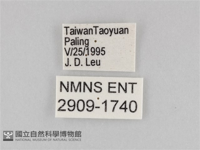 大波眼蝶藏品圖，第3張