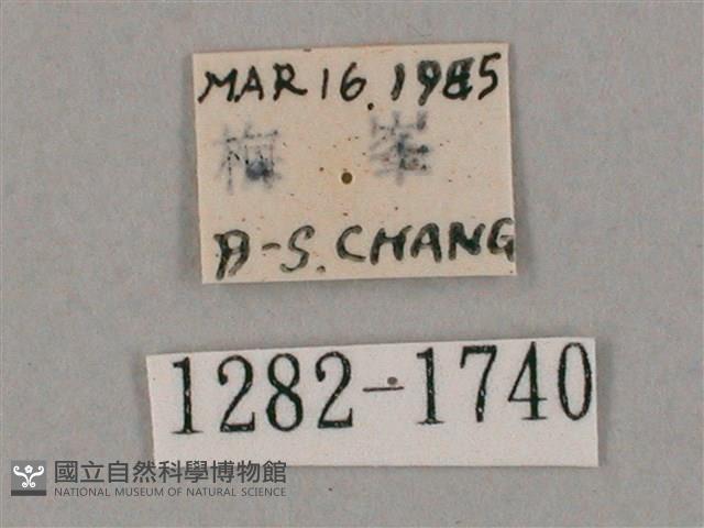 井上氏絨毛天蛾藏品圖，第3張