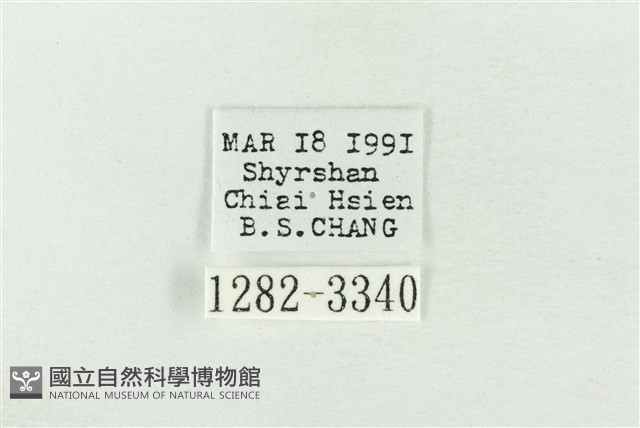連珠波紋蛾藏品圖，第3張