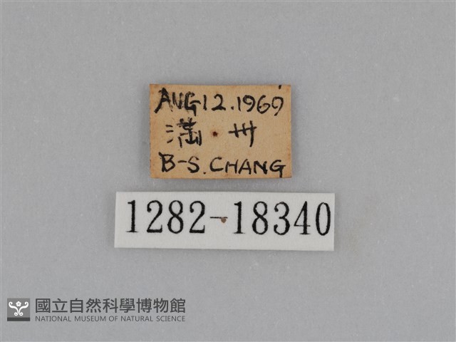 亮色黃蝶藏品圖，第3張