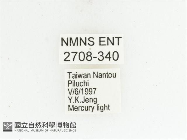 臺灣絨毛花金龜藏品圖，第2張