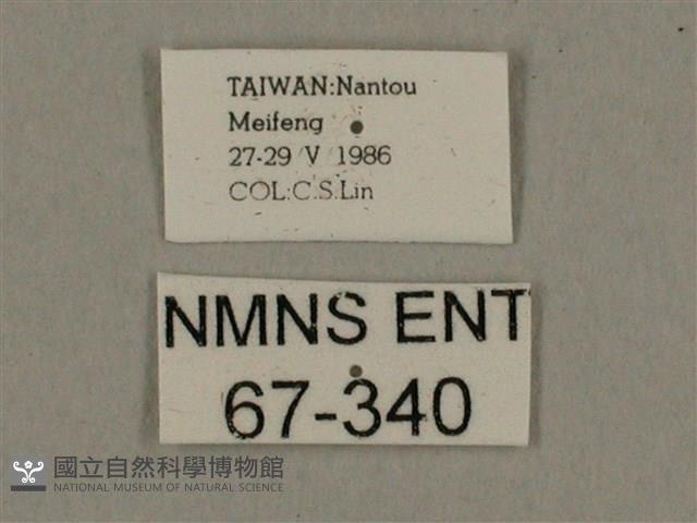 棕綠背線天蛾藏品圖，第3張