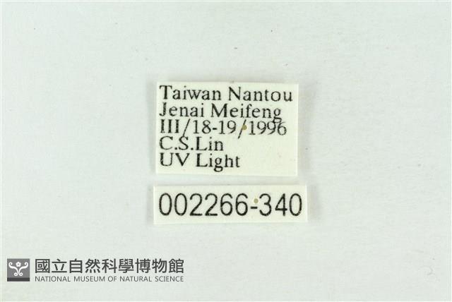 帶波紋蛾藏品圖，第3張