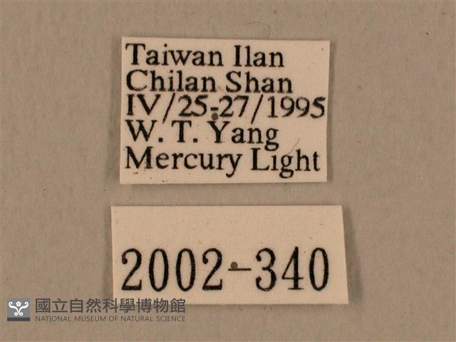 背中白天蛾藏品圖，第3張