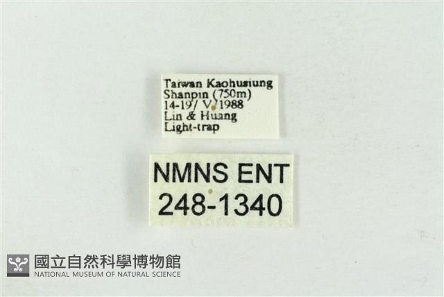 連珠波紋蛾藏品圖，第3張