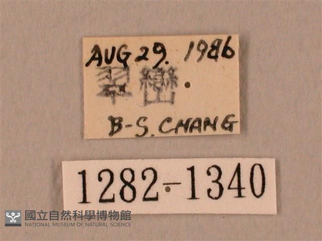 裂斑鷹翅天蛾藏品圖，第3張