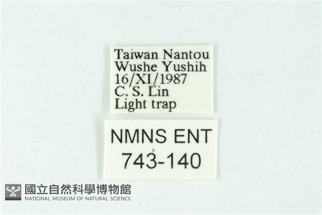 三色豔苔蛾藏品圖，第3張