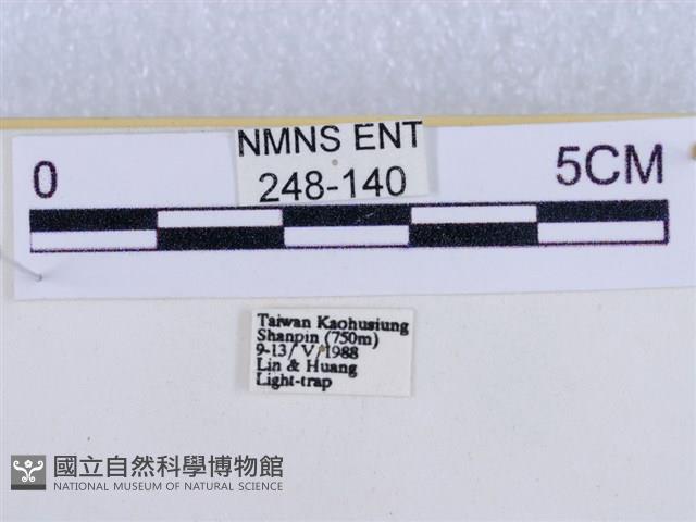 後凸蝶燈蛾藏品圖，第3張