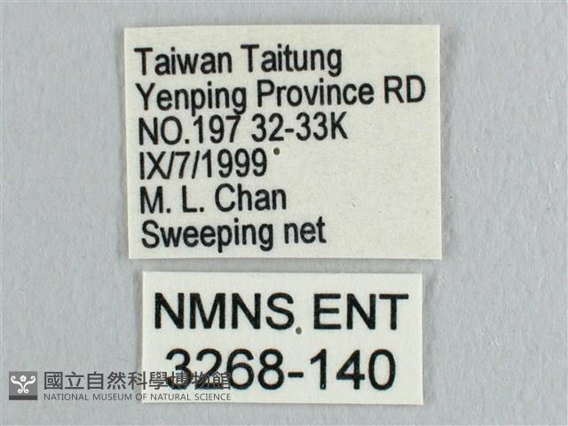 銀斑黃鉤蛾藏品圖，第3張