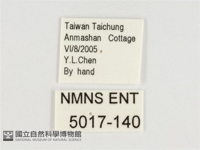 斯氏絹斑蝶藏品圖，第3張