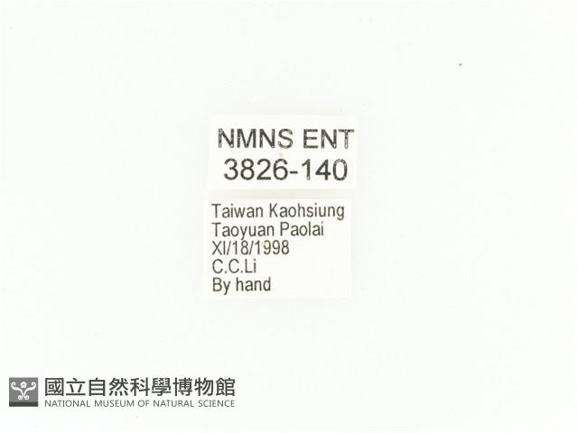 臺灣扇角金龜藏品圖，第2張