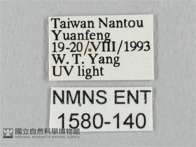 銀端帶鉤蛾藏品圖，第3張
